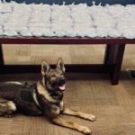 A German Shepherd in front of a table of seized drugs