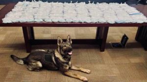 A German Shepherd in front of a table of seized drugs