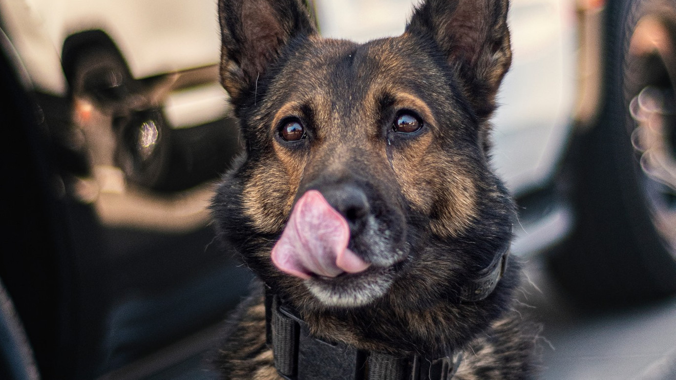 Police dog licking their nose