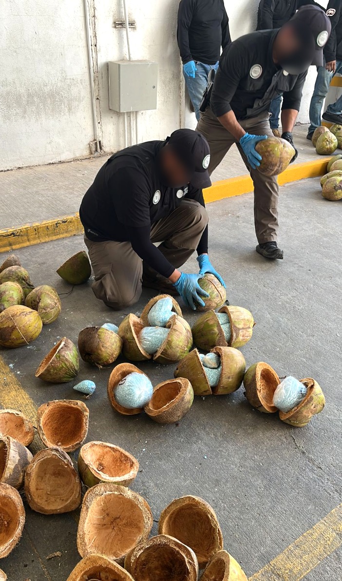 More than 660 pounds of fentanyl pills stored in hollowed out coconuts. Sonora, Mexico, November 2022 Source: Fiscalía General de la República