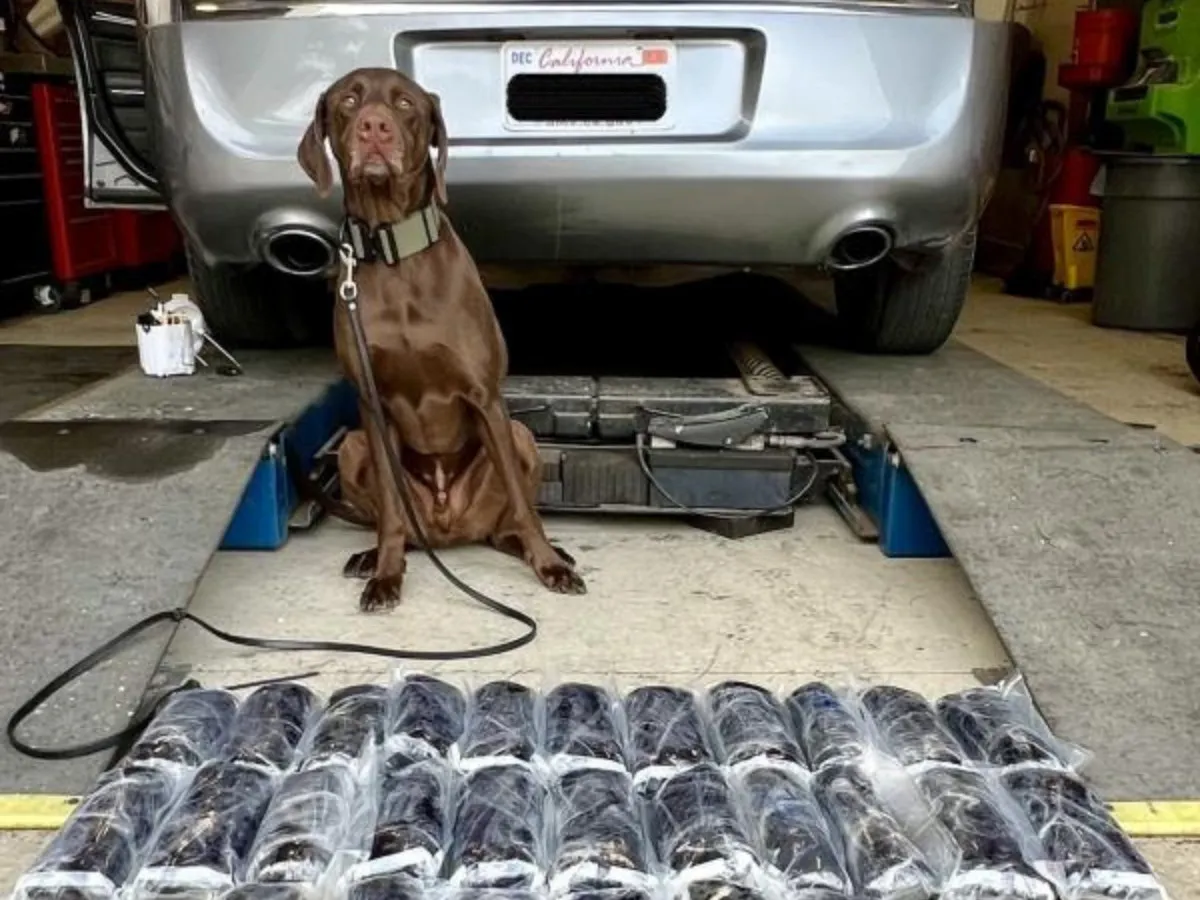 Milo, a Sheriff’s canine, with part of the drug stash authorities said they found in a Chrysler during a traffic stop.  San Diego County Sheriffs Department