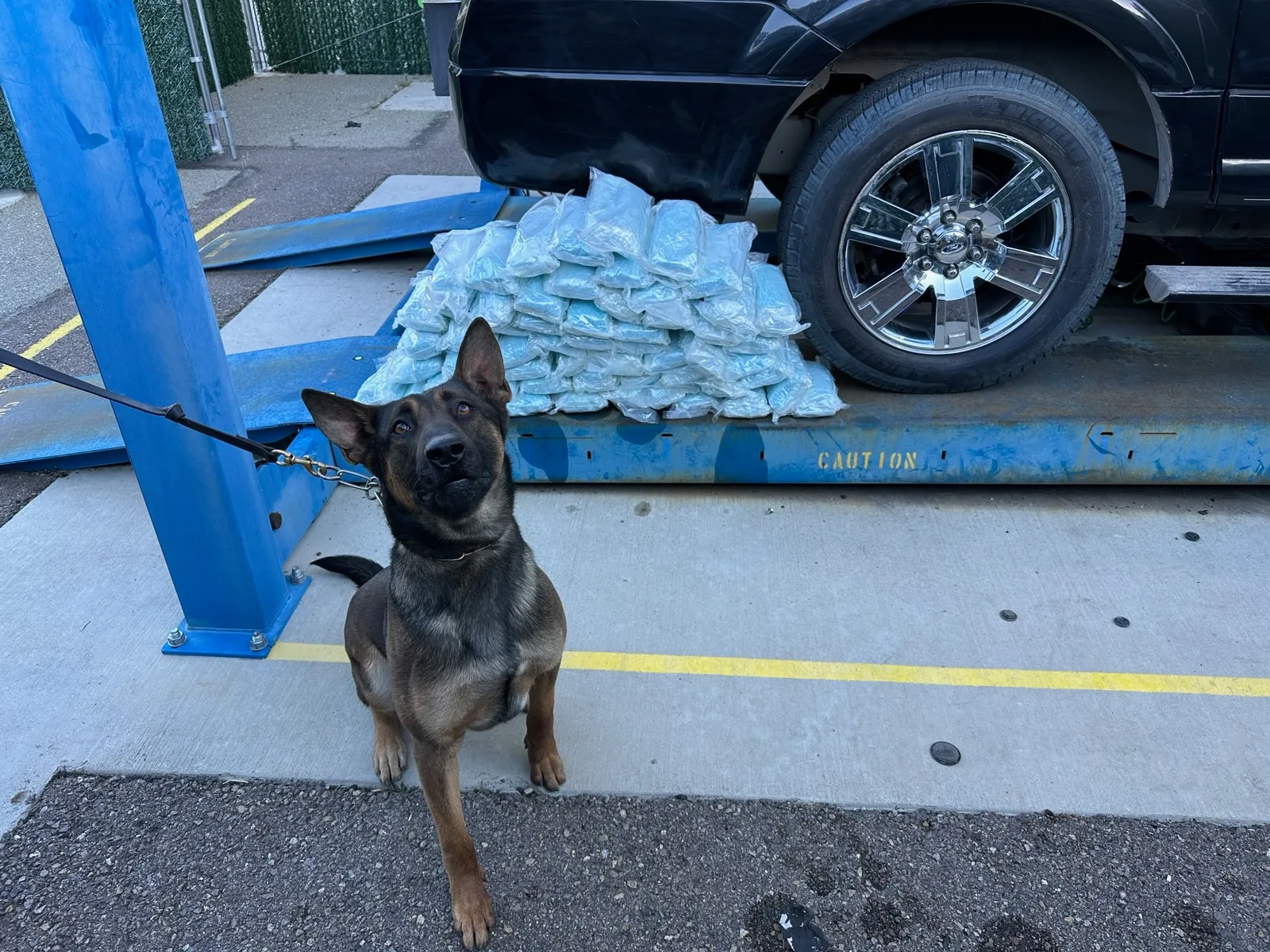 Police dog. The background shows the back end of an SUV with bags of blue pills piled behind the back wheel.