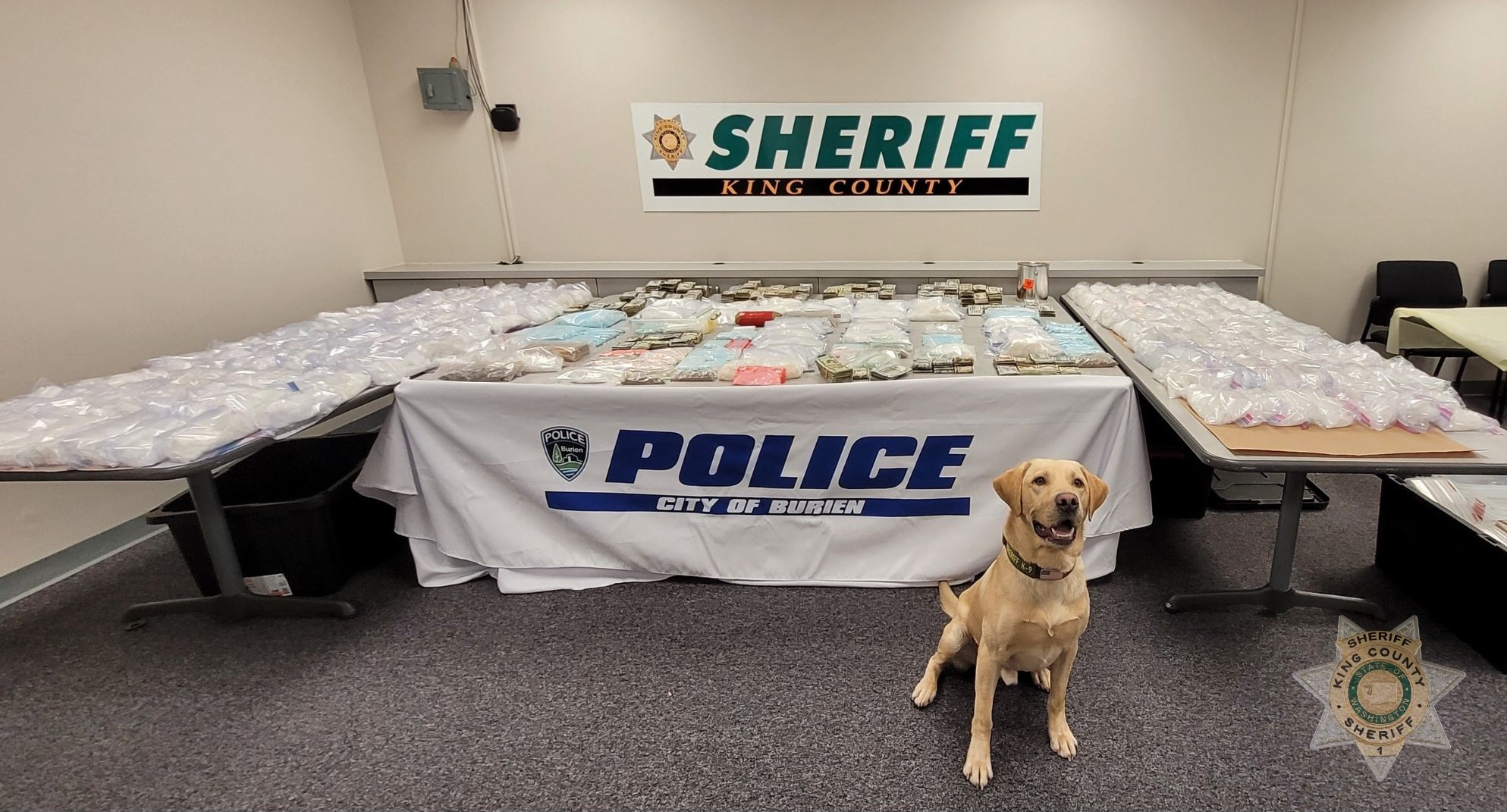 A yellow coated police dog posed in front of a table of confiscated drugs and cask